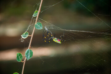 Joro Spider Forming a Web 01