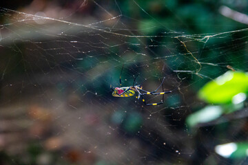 Upside Down Joro Spider