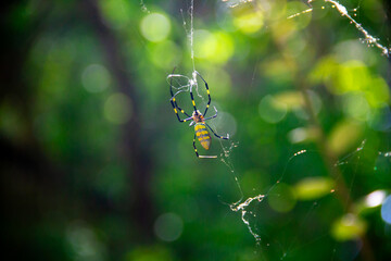 Joro Spider Making a Web