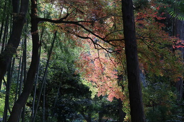 秋の鎌倉。明月院の紅葉。