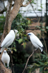 Group of Bali Myna Bird Stand on Branch Against Nature Background