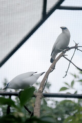 Fototapeta premium Low Angle of Two Bali Myna Bird Stand on Branch Against Big Bird Cage Background