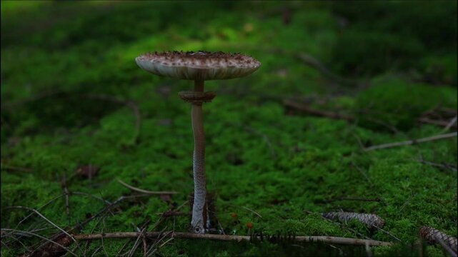 Macrolepiota procera mushroom growing in a forest with lush green moss on the forest floor.