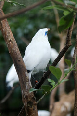 Portrait of Bali Myna Bird Stand on Branch Against Nature Background