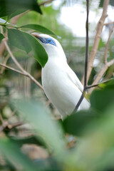 Bali Myna a White Bird With Blue Around the Eyes Stand on Branch Over Nature Background