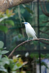 Bali Myna a White Bird With Blue Around the Eyes Stand on Branch Over Nature Background