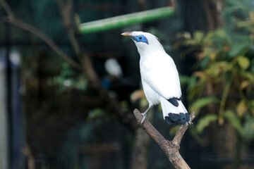Selective Focus of Bali Myna Bird Stand on Branch Against Blurred Background