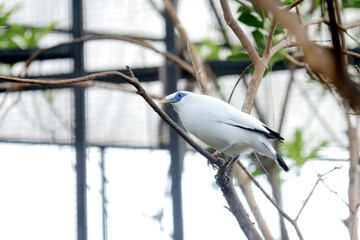 Fototapeta premium Bali Myna a White Bird With Blue Around the Eyes Stand on Branch Over Nature Background