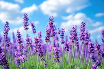 Obraz premium A field of lavender blooms under a blue sky with fluffy white clouds.