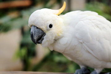 Close Up of Cockatoo Against Blurred Background
