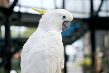 Cockatoo Sitting on Branch at The Big Bird Aviary