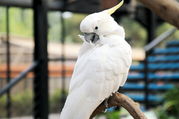 Cockatoo Sitting on Branch at The Big Bird Aviary