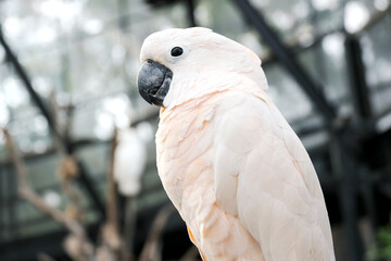 Close Up of White Parrot Against Blurred Background