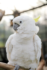 Close Up of Cockatoo Against Blurred Background