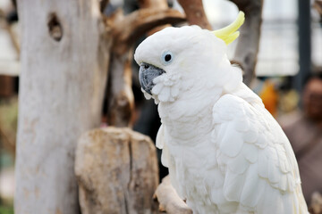 Close Up of Cockatoo Against Blurred Background