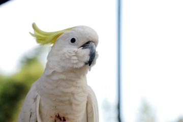 Cockatoo Sitting on Branch at The Big Bird Aviary