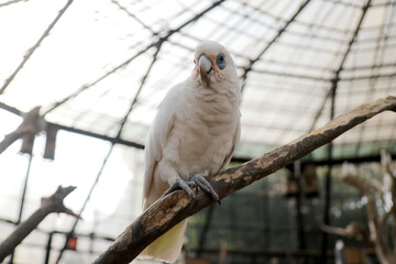 Low Angle of White Parrot Against Blurred Background