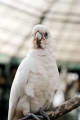 Close Up of White Parrot Against Blurred Background
