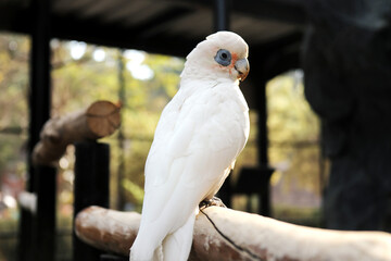 White Parrot Sitting on Tree Branch in The Big Bird Cage