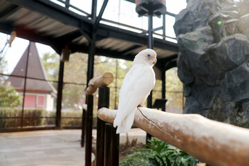 White Parrot Sitting on Tree Branch in The Big Bird Cage
