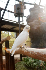 Portrait of White Parrot Sitting On Branch Against Big Bird Cage Background

