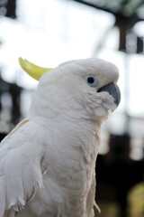 Cockatoo Sitting on Branch at The Big Bird Aviary
