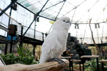 Portrait Of White Parrot Sitting on Branch Against Big Bird Cage Background