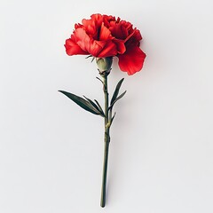 Carnation isolated on a white background, close up