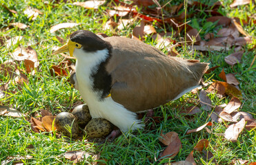 Spur winged plover  sitting on eggs in outback Australia.