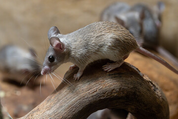 The Asia Minor spiny mouse - Acomys cilicicus