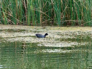 餌を探すオオバン