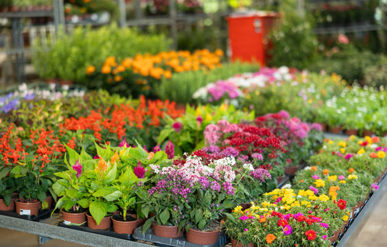 On shelf there are rows of various ornamental plants for decorating apartment, office, country house, flower beds, patio. Wholesale hypermarket of potted plants, hobby gardening products