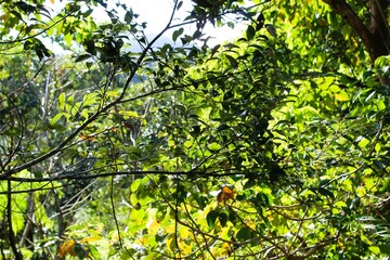 A landscape through the branches