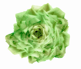 Rose  flower  on a white isolated background with clipping path. Closeup. For design. Nature.