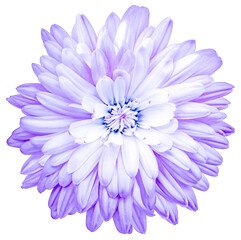 Fototapeta premium Сhrysanthemum. Flower on a white isolated background with clipping path. For design. Closeup. Nature.