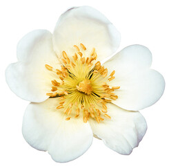 White rosehip.  Flower white  on white isolated background with clipping path. Closeup. For design. Nature.