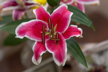 pink orchid flower