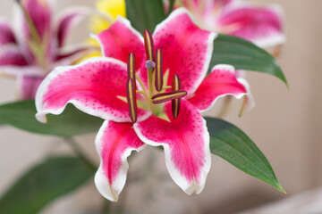 pink orchid flower