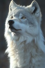 Obraz premium A majestic Arctic Fox gazes upwards with a serene expression, showcasing its thick white fur against a blurred background.