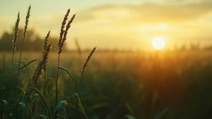 Naklejka premium A serene landscape with a field of tall grass and a sun setting in the background. The sun is casting a warm glow over the grass, creating a peaceful atmosphere