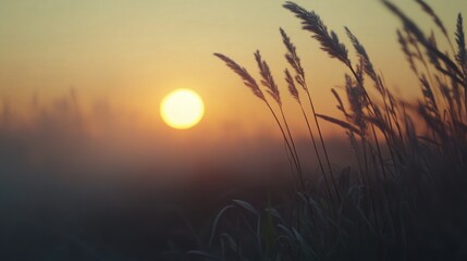 Fototapeta premium A serene landscape with a field of tall grass and a sun setting in the background. The sun is casting a warm glow over the grass, creating a peaceful atmosphere