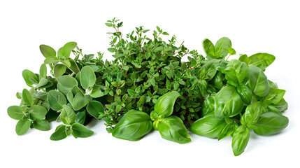 Basil oregano and thyme in an elegant display isolated in plain background