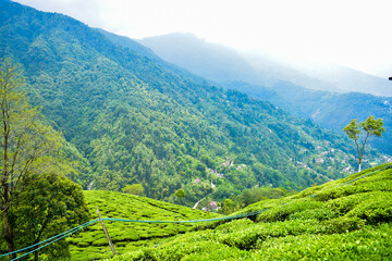Scenic beauty of tea garden and Mountains in Darjeeling, West Bengal, India. Darjeeling Tea gardens are famous travel destinations and attract tourists from all over the world 