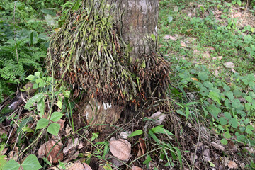 A coconut tree trunk with the air roots growing on the surface of the stem