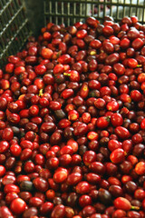 close up of fresh coffee beans for background                 