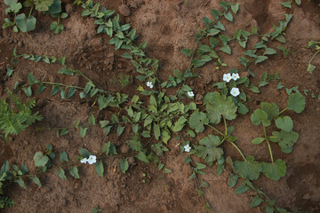 Field Bindweed (Convolvulus arvensis), white flowers