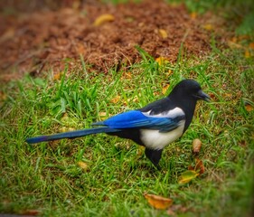 blue bird on the grass