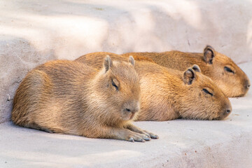 Three capybara in the park