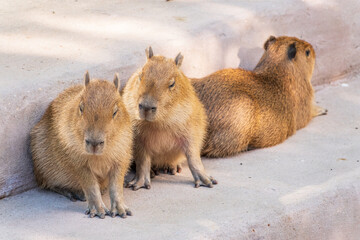 Three capybara in the park