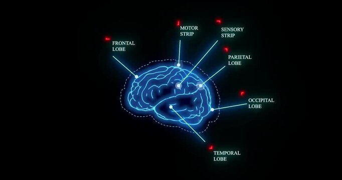 Human Brain Lobes Anatomy Animation, Labeled Neurology Diagram Visualization 4K